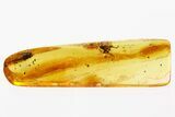 Detailed Fossil Spider, Gall Midge, Mites & Fungus In Baltic Amber #307745-1